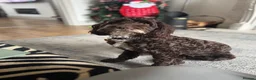 Mixed Breed dogs for sale: Last girl available  in Prestatyn - Advert 4