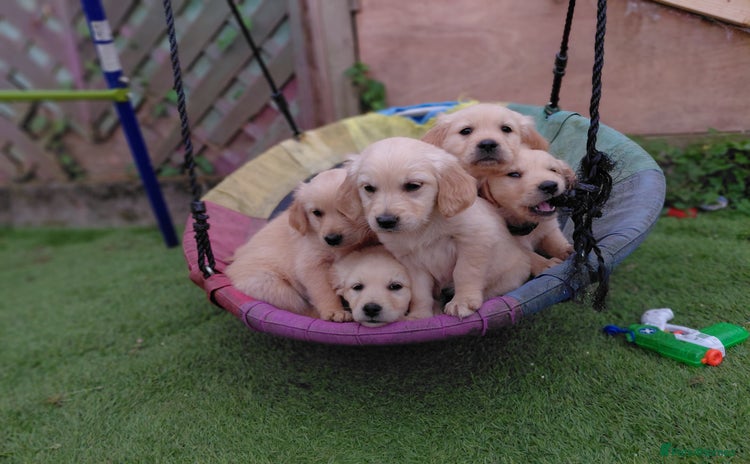 Golden Retriever dogs - Advert 15