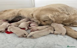 Golden Retriever dogs for sale: 1 Gorgeous Boy Available  - Image 10