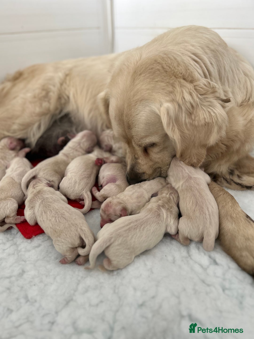 Golden Retriever dogs for sale: 1 Gorgeous Boy Available  - Image 10