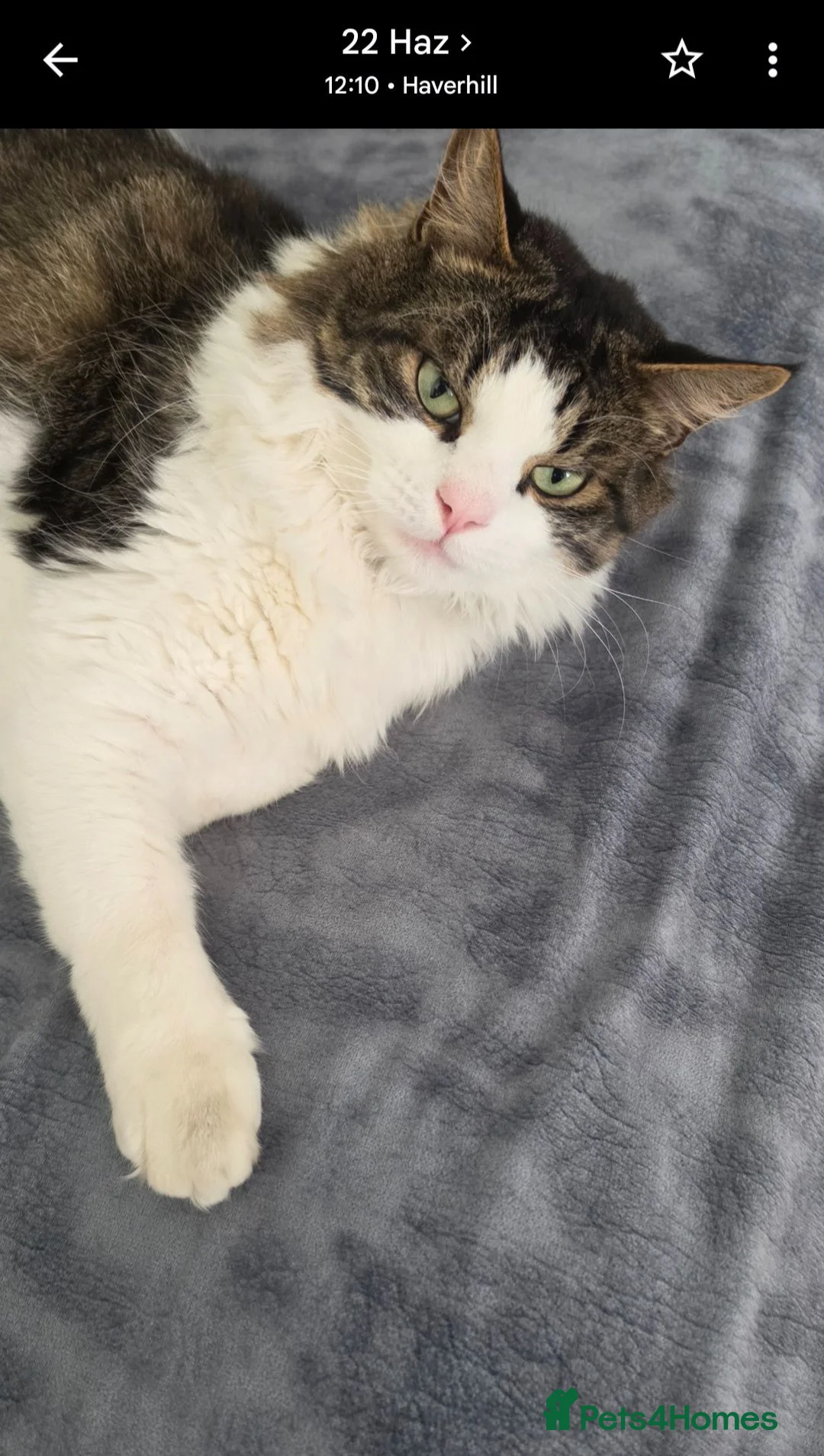 Mixed Breed cats for sale: Beautiful Long-Haired Male Cat in Haverhill - Advert 2