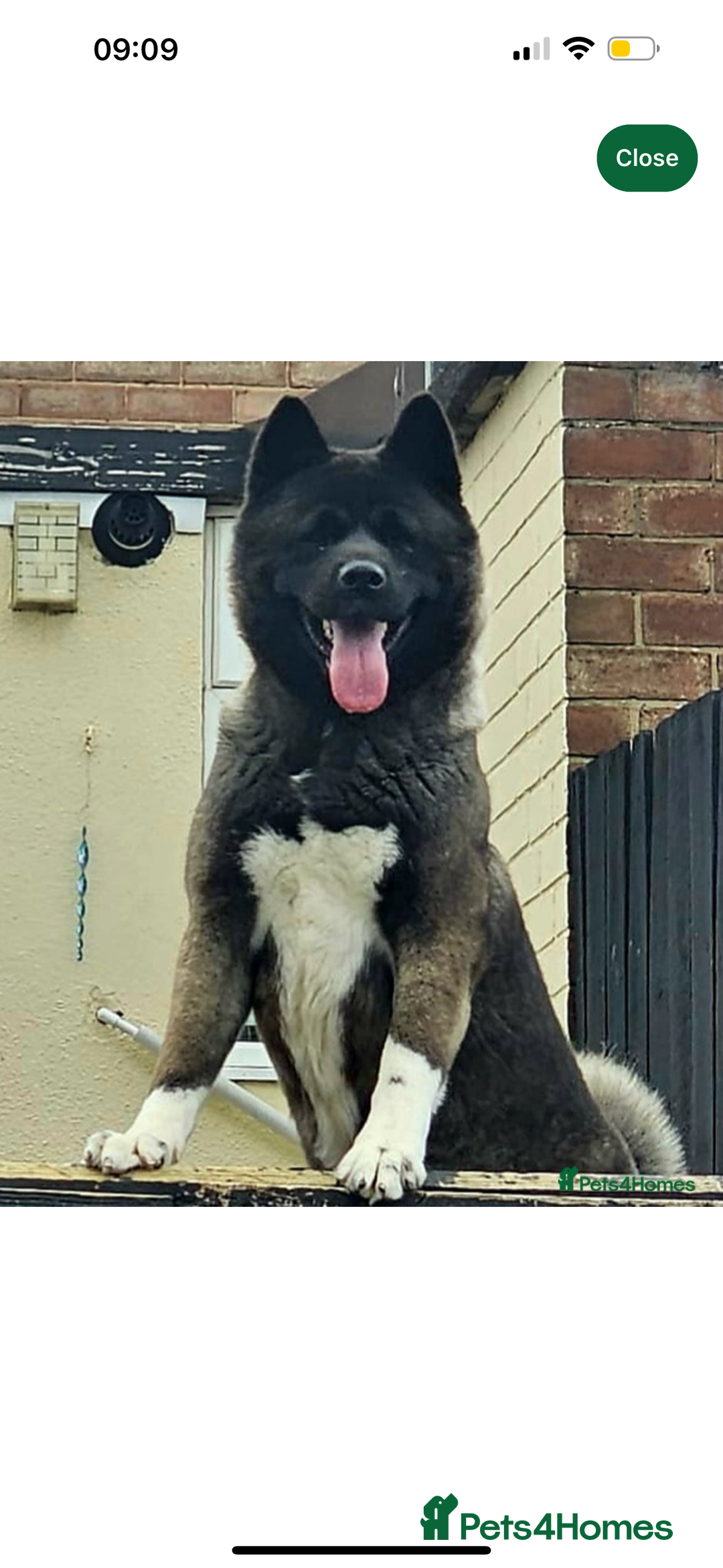 Akita dogs for sale: Long hair Akita puppy  - Advert 4