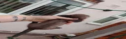 Ferret rodents for sale: Baby ferrets  - Advert 8