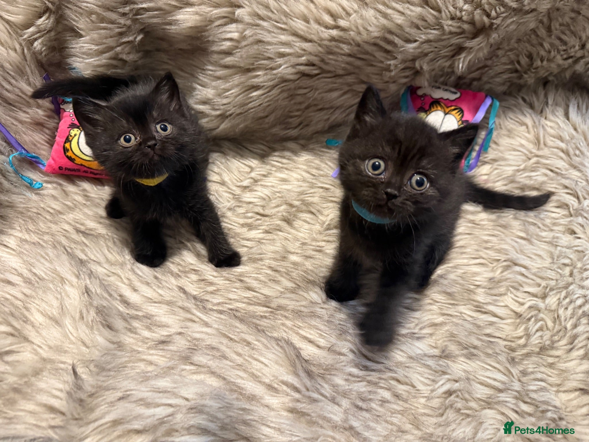 British Shorthair cats Supreme Champion Line British Shorthair Kittens - Advert 2