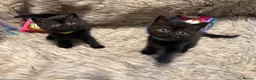 British Shorthair cats for sale: Supreme Champion Line British Shorthair Kittens - Advert 26