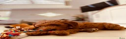 Goldendoodle dogs for sale: WAITING LIST OPEN - AUSSIE DOODLES  - Advert 2