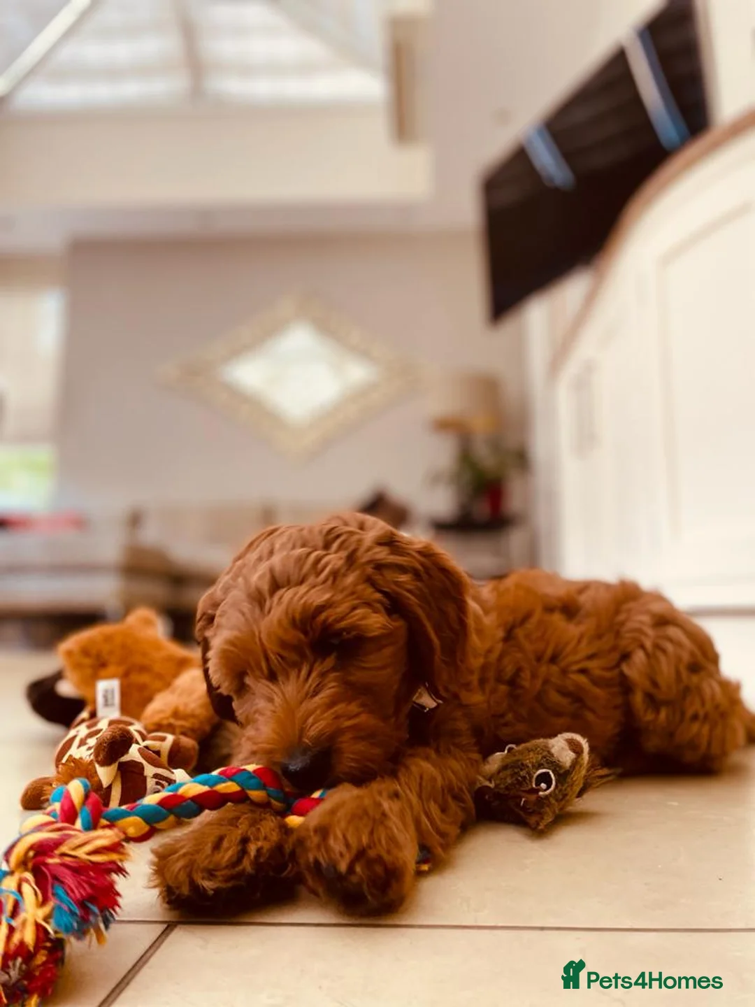 Goldendoodle dogs for sale: WAITING LIST OPEN - AUSSIE DOODLES  - Advert 2