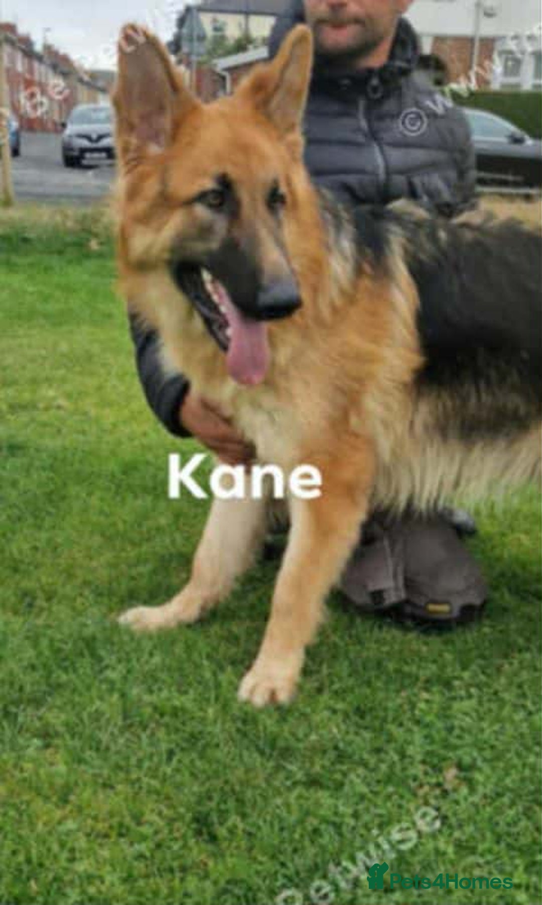 German Shepherd dogs for sale: Beautiful chunky German shepherd pups - Image 9