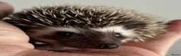 Pygmy Hedgehog rodents for sale: African Pygmy Hedgehog Ethically Bred  - Advert 12