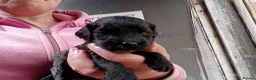 Cockapoo dogs for sale: Cockapoo pups  - Advert 4