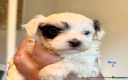 Maltipoo dogs for sale: Exquisitely Adorable Toy Maltipoo Puppies  - Image 25