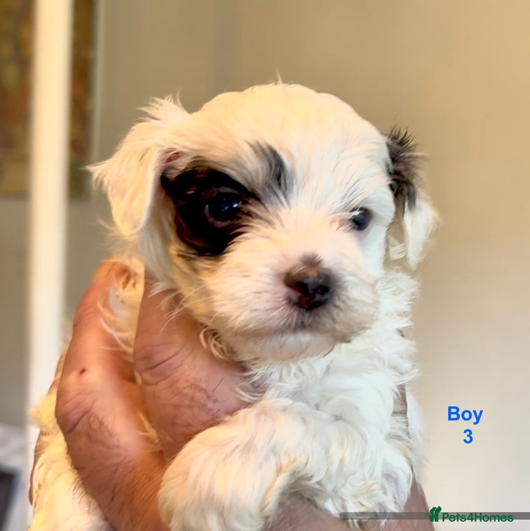 Maltipoo dogs for sale: Exquisitely Adorable Toy Maltipoo Puppies  - Image 25