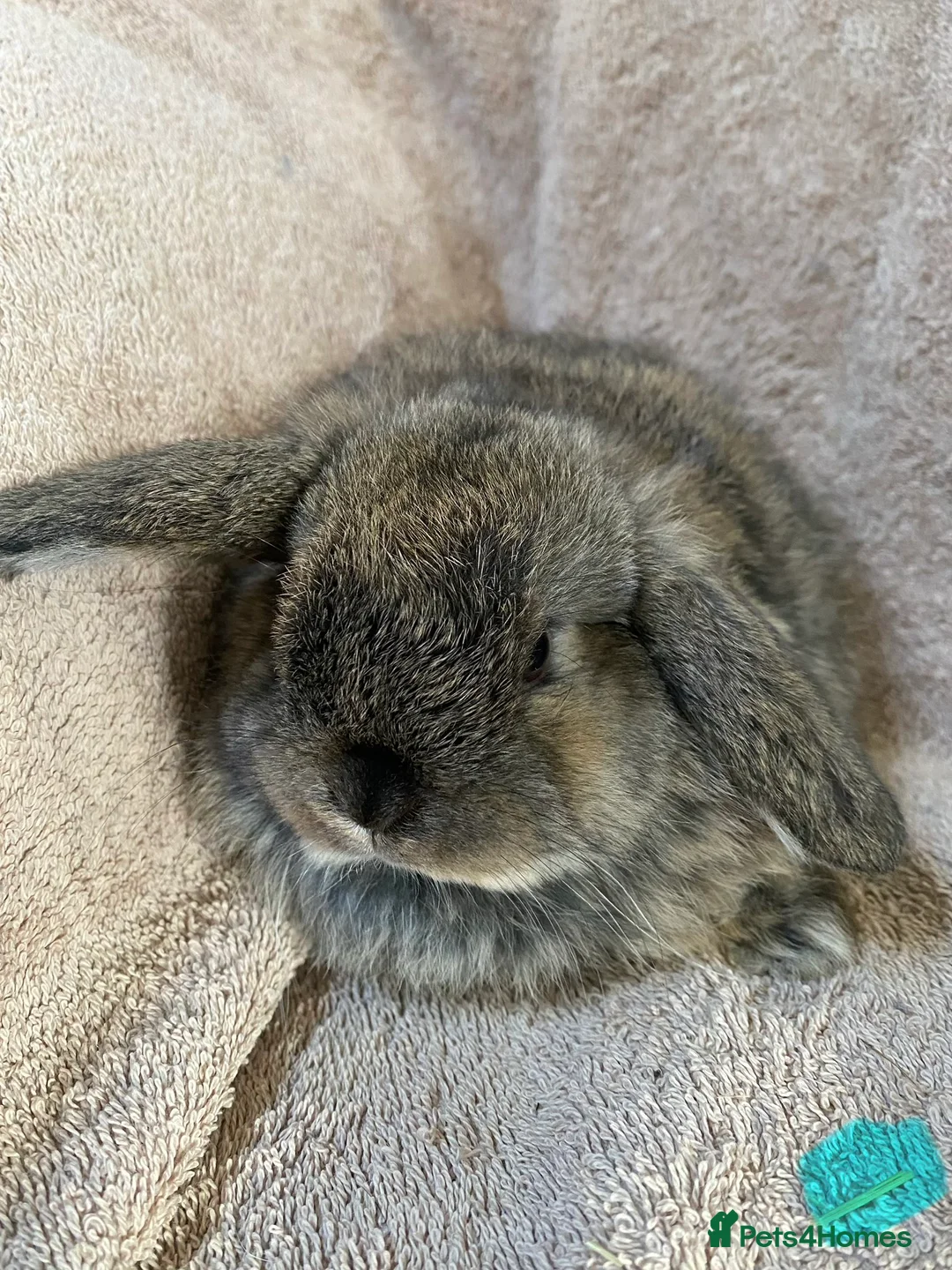 Mini Lop rabbits for sale: Mini lop litter. Includes chocolate. - Advert 8