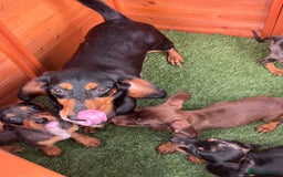 Dachshund dogs for sale: Standard Dachshund Puppies - Image 4