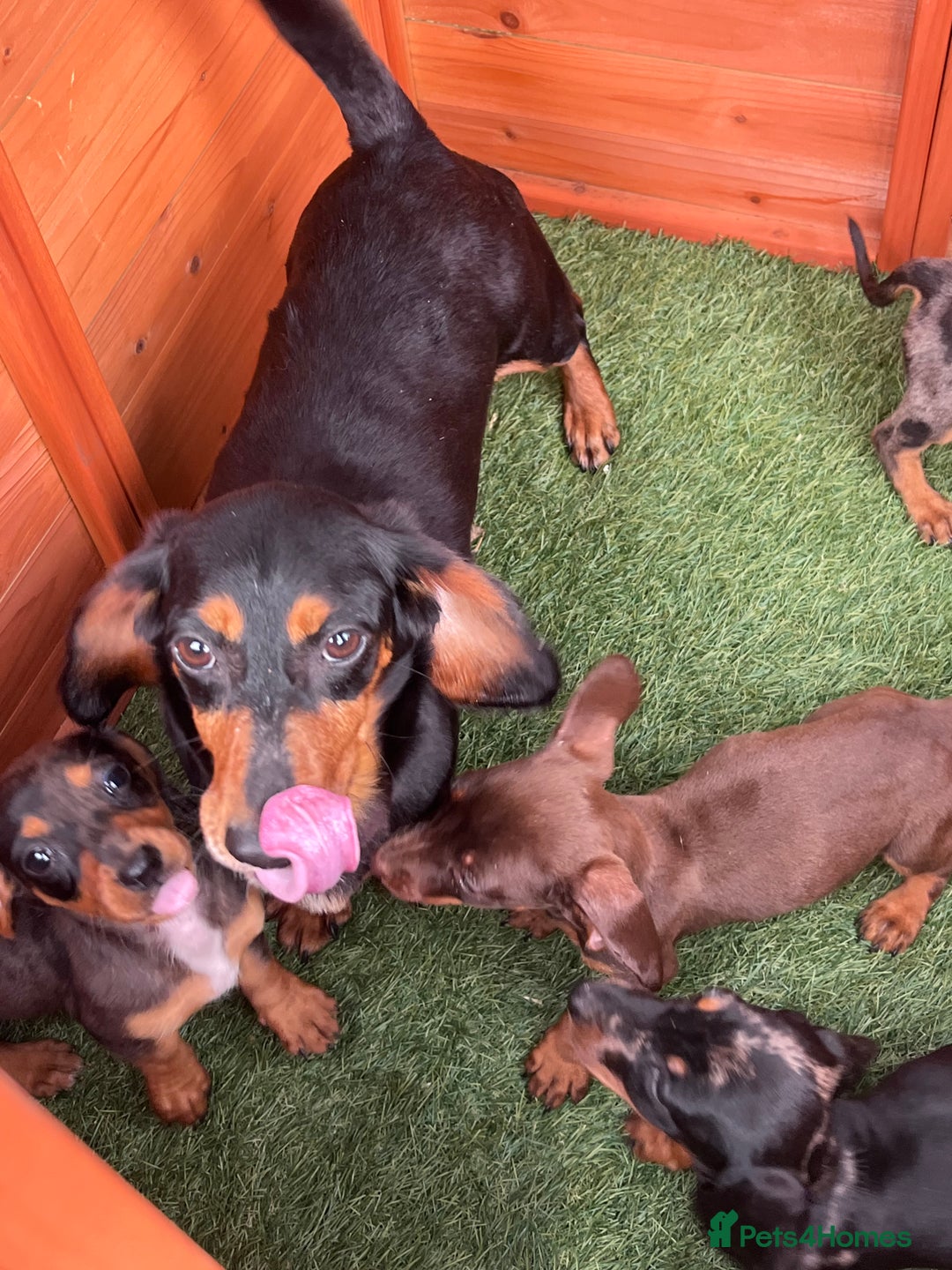 Dachshund dogs for sale: Standard Dachshund Puppies - Image 4