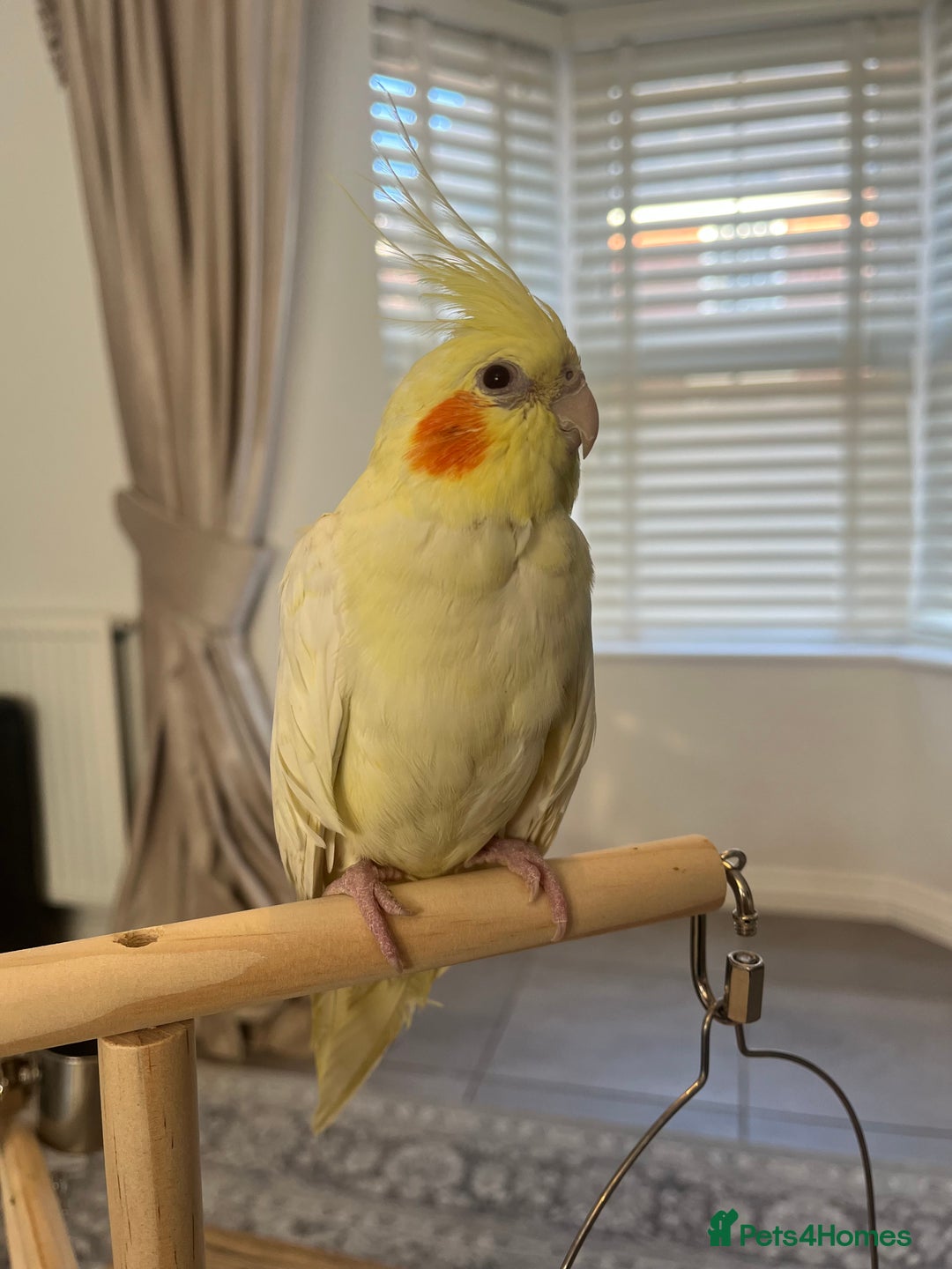Cockatiels birds for sale: 2 female cockatiels - Advert 2