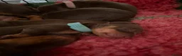 Miniature Dachshund dogs for sale: Miniature dachshund puppies  - Advert 15