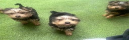 Yorkshire Terrier dogs for sale: Yorkshire terriers 1 boy 3 girls - Advert 25