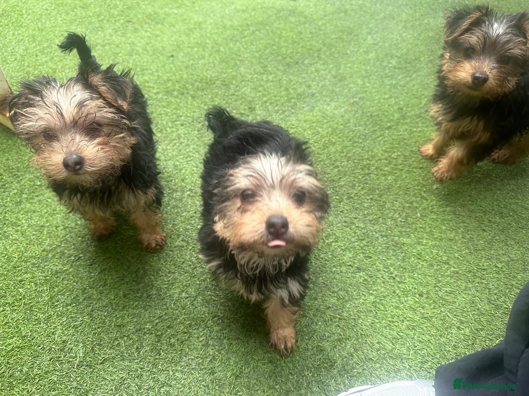 Yorkshire Terrier dogs for sale: Yorkshire terriers 1 boy 3 girls - Advert 25