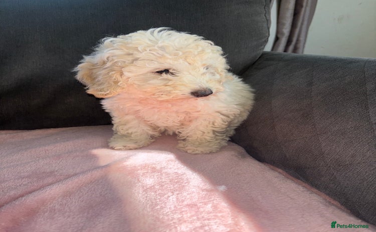 Cavapoo dogs - Advert 14