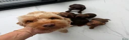 Mixed Breed dogs for sale: 5 Beautiful Chocolate brown & Tan Puppies  in Egham - Advert 3