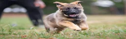 German Shepherd dogs for sale: Top Working Line KC GSD  - Advert 1