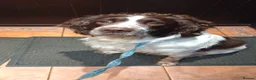 English Springer Spaniel dogs for stud: FULLY TESTED, WORKING AS ASSISTANCE DOG - Advert 2