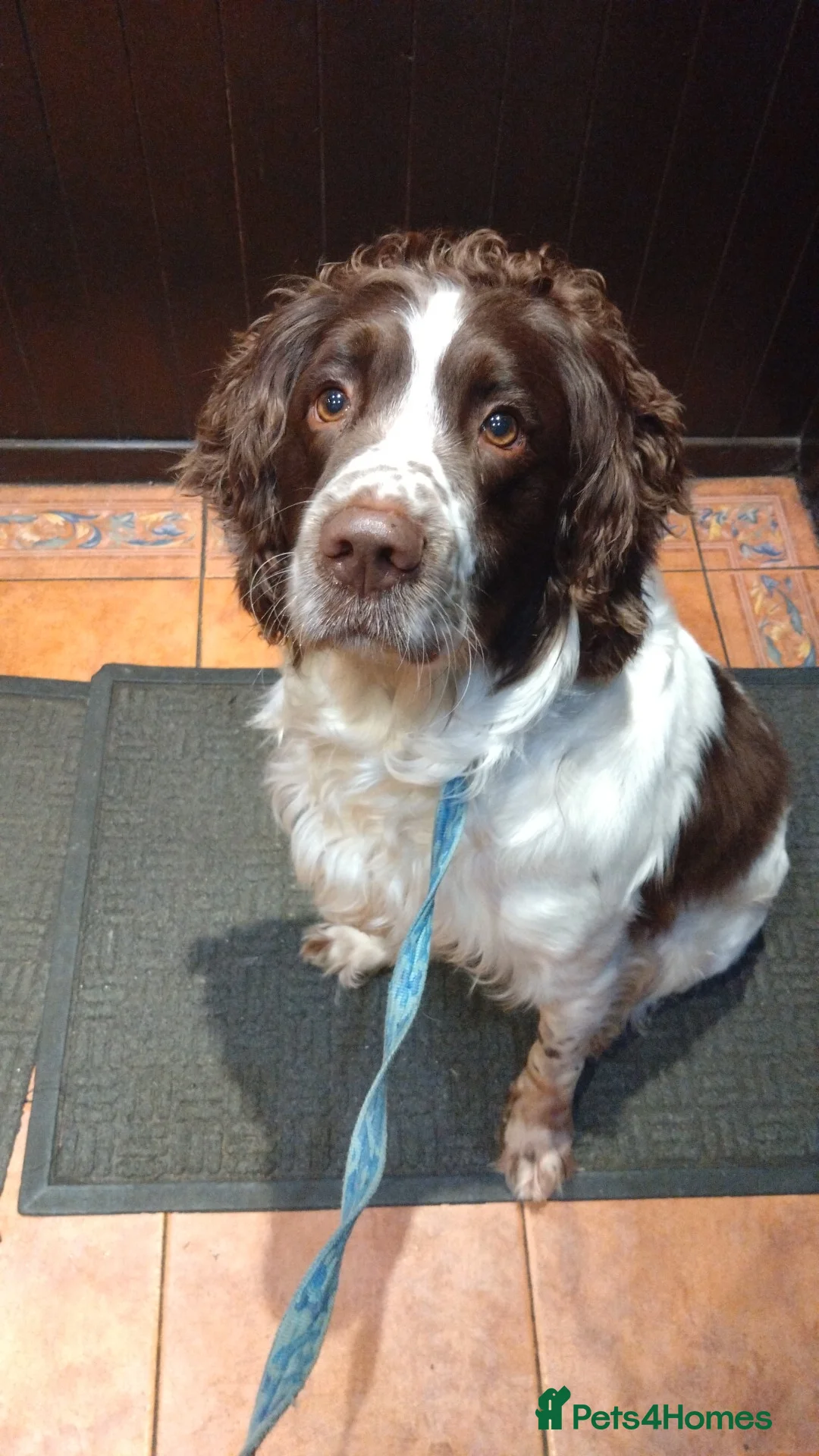 English Springer Spaniel dogs for stud: FULLY TESTED, WORKING AS ASSISTANCE DOG - Advert 2