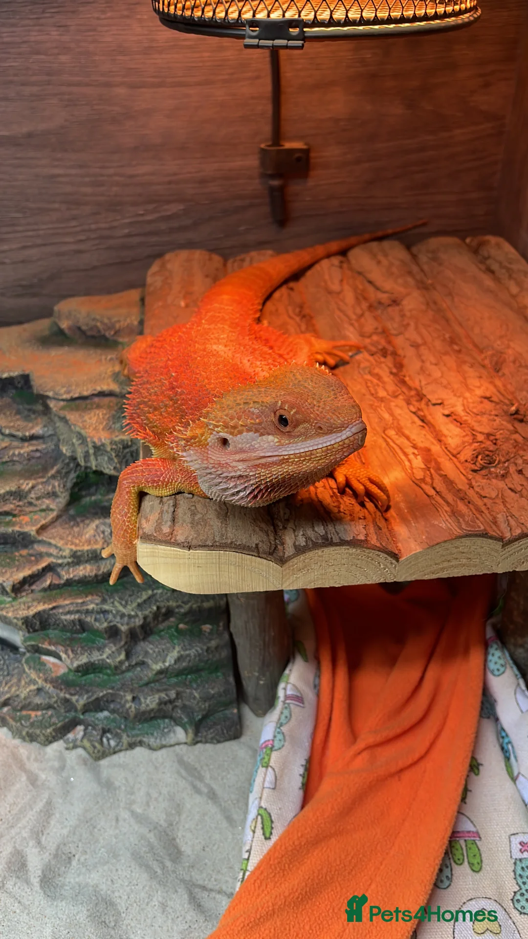 Bearded Dragon reptiles for sale: Red bearded dragon in Leigh-on-Sea - Advert 1