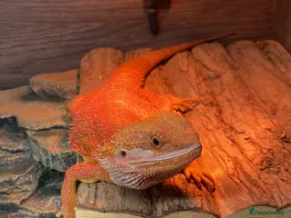 Bearded Dragon reptiles Red bearded dragon in Leigh-on-Sea - Advert 1