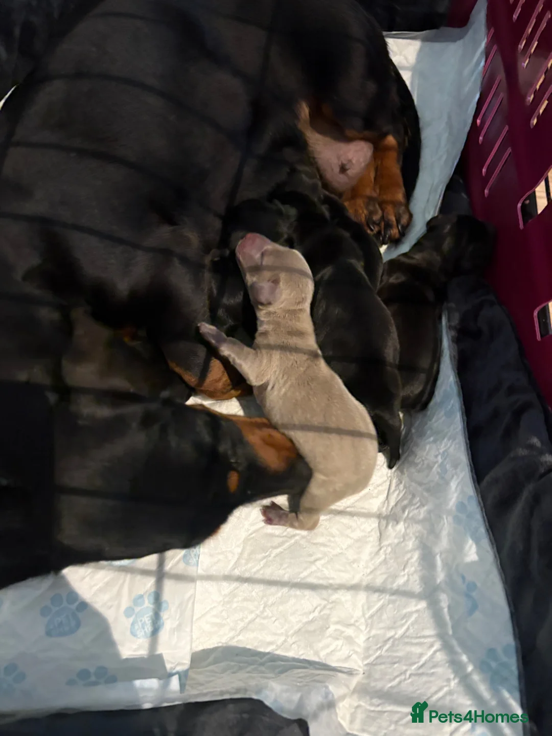 Dachshund dogs for sale: Mini Daushound ready now  - Advert 2