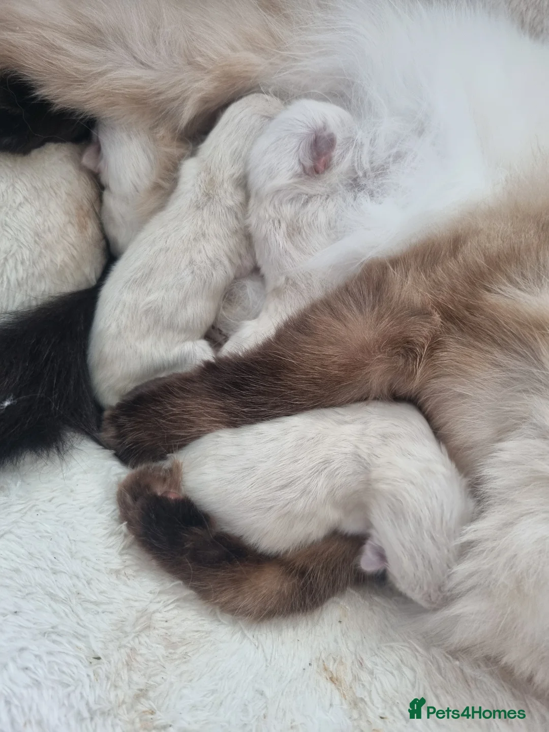 Ragdoll cats for sale: Pure Ragdoll kittens  - Advert 9