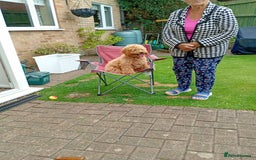Cockapoo dogs for sale: Biscuit colour cockapoo - Image 3