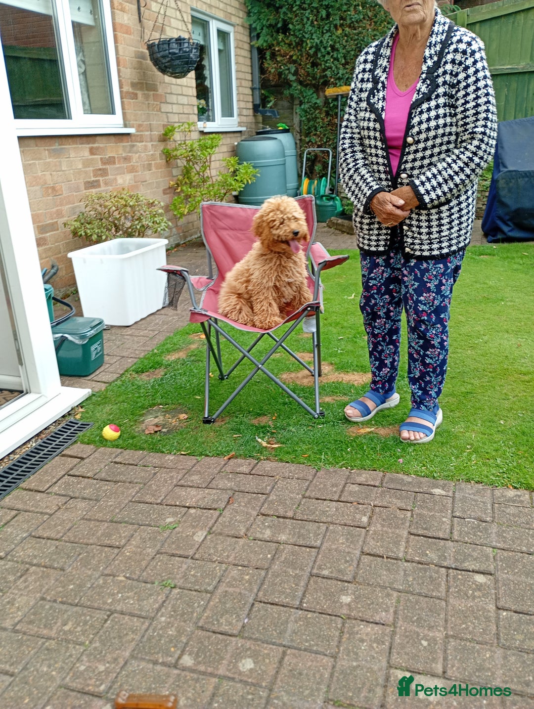 Cockapoo dogs for sale: Biscuit colour cockapoo - Image 3