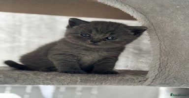 British Shorthair cats - Advert 11