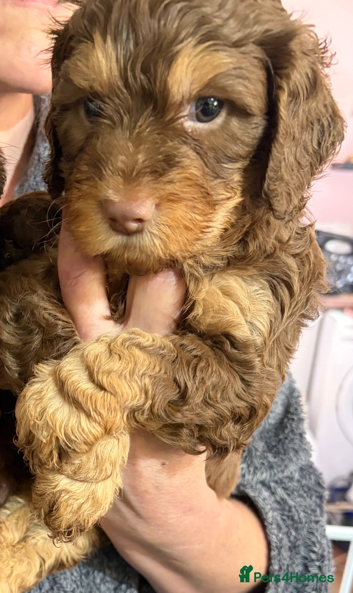 Cockapoo dogs Chocolate Cockapoos for sale - Advert 1