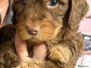 Cockapoo dogs Chocolate Cockapoos for sale - Advert 1