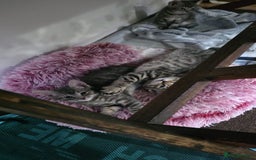Domestic Shorthair cats for sale: Kittensss - Image 5