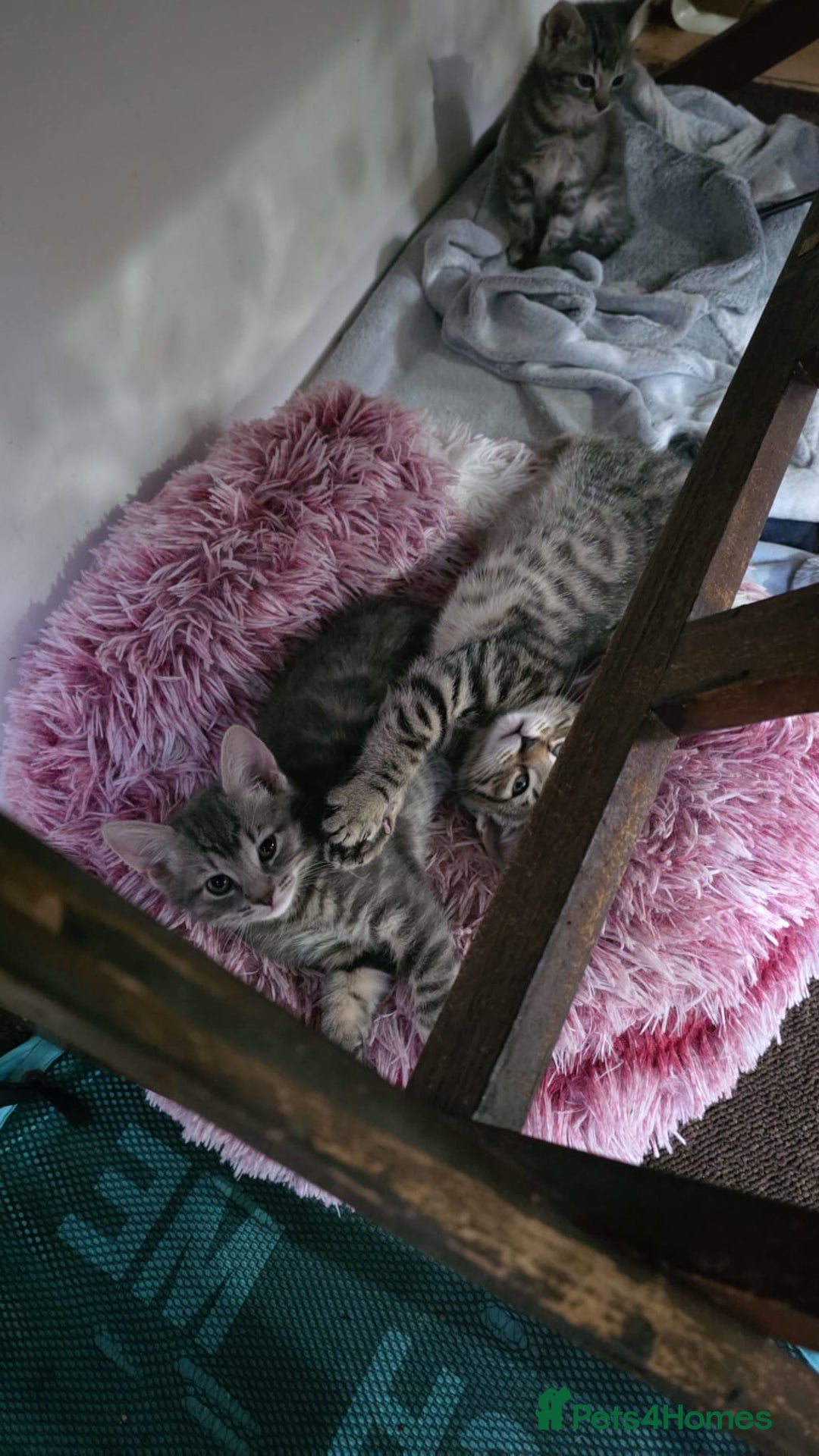 Domestic Shorthair cats for sale: Kittensss - Image 5