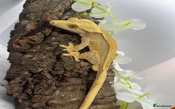 Gecko reptiles for sale: Geckos for sale.  - Image 7