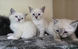 Ragdoll cats for sale: Ragdoll Cross kittens  - Image 20