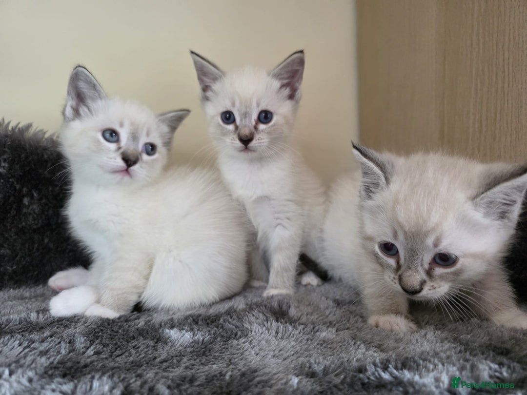 Ragdoll cats for sale: Ragdoll Cross kittens  - Image 20