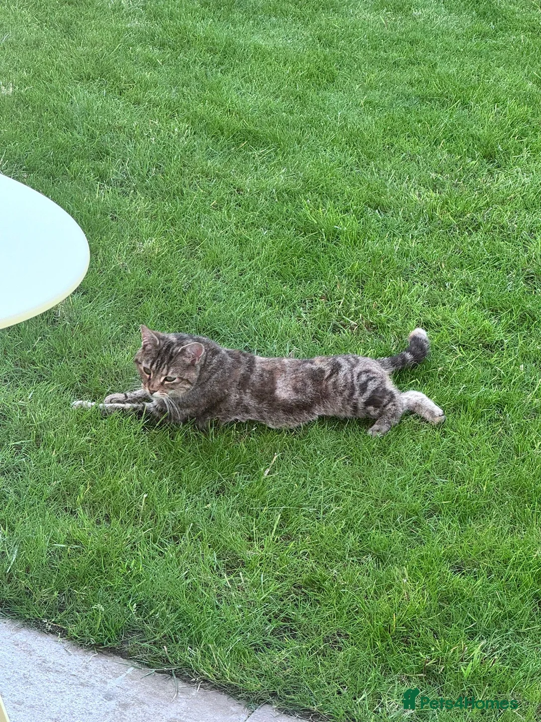 Domestic Shorthair cats for sale: Domestic shorthair - Advert 2