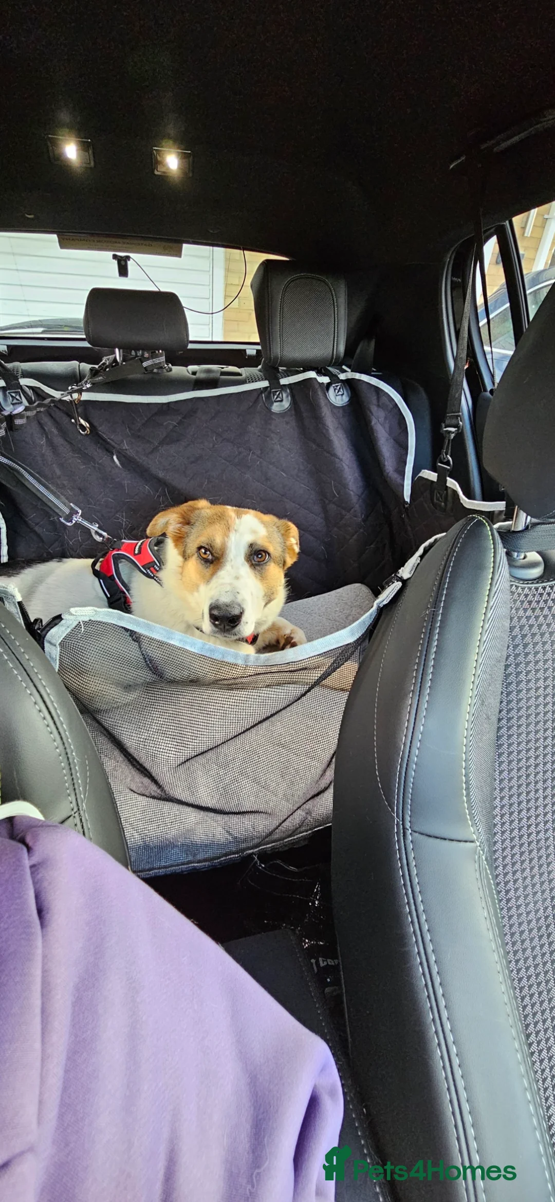 Mixed Breed dogs for adoption: Sweet Savannah - Advert 2