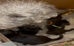 Mixed Breed dogs for sale: Bedlington x Whippet puppies - Image 12