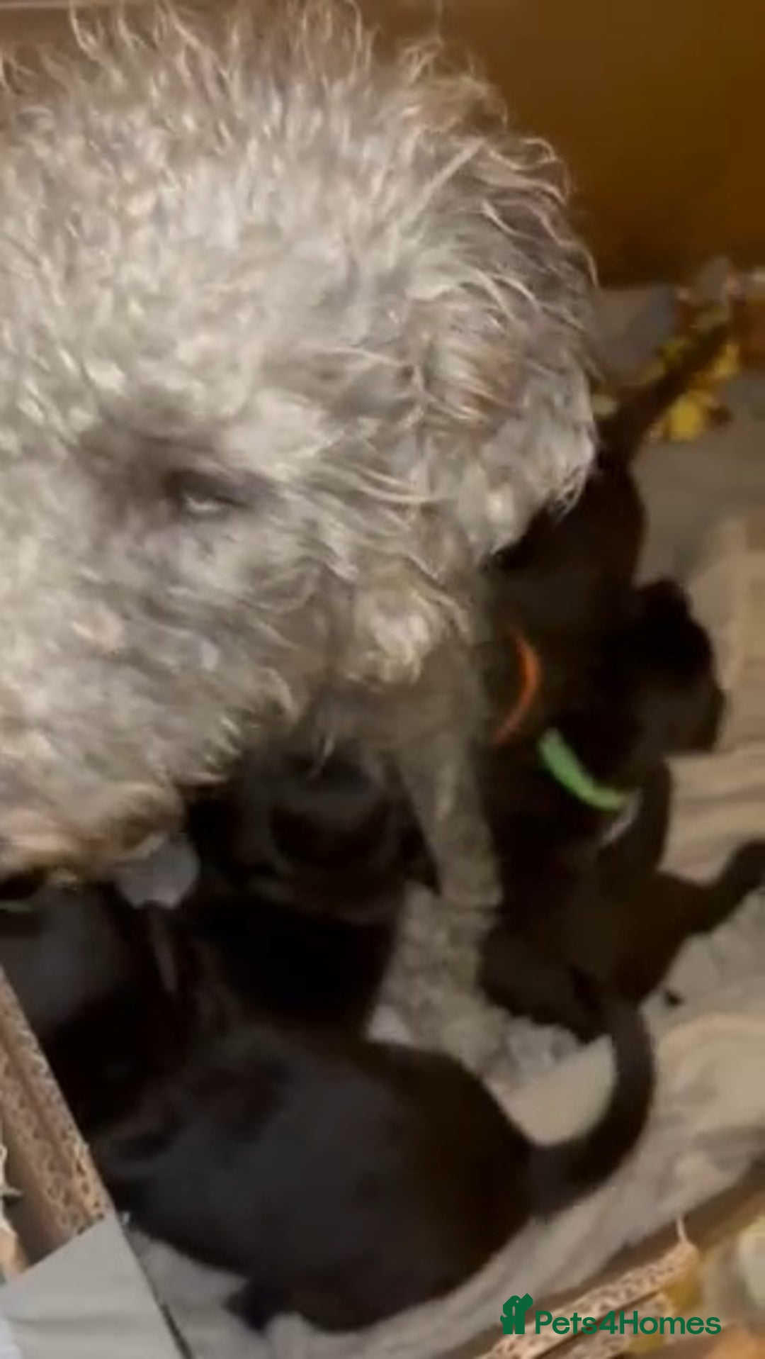 Mixed Breed dogs for sale: Bedlington x Whippet puppies - Image 12