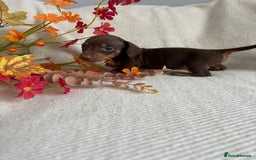 Miniature Dachshund dogs for sale: Beautiful chocolate and tan miniature dachshund  - Image 16