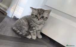 British Shorthair cats for sale: Stunning British Shorthair Kittens For Sale - Image 15