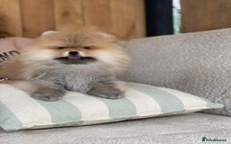 Pomeranian dogs for sale: An irresistibly fluffy Pomeranian pup - Image 1