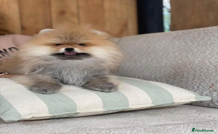 Pomeranian dogs - Advert 13